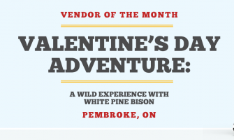 Valentine’s Day Adventure: A Wild Experience with White Pine Bison